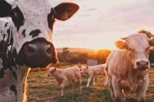 Smart Farming Technologies